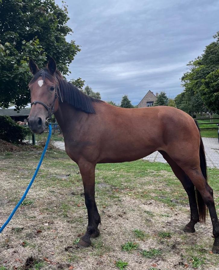draver 3 j drachtig van appaloosa, Dieren en Toebehoren, Paarden, Merrie, Zadelmak, Minder dan 160 cm, 3 tot 6 jaar, Recreatiepaard