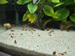 Crevettes aquarium, Animaux & Accessoires