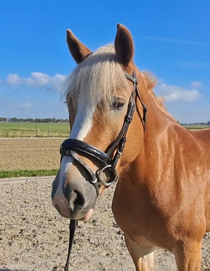 Hele leuke lieve haflinger merrie!!, Dieren en Toebehoren, Pony's, Merrie, Niet van toepassing, E pony (1.48m - 1.57m), Recreatiepony