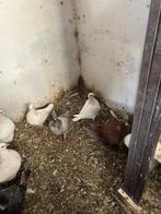 Texan Duiven te koop, Dieren en Toebehoren