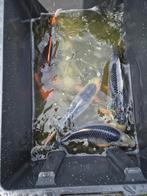 Koi's Asagi, Dieren en Toebehoren, Vissen | Vijvervissen