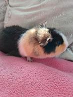 Mooi driekleurig cavia zeugje, Dieren en Toebehoren, Cavia, Augustus, Vrouwelijk, Tam