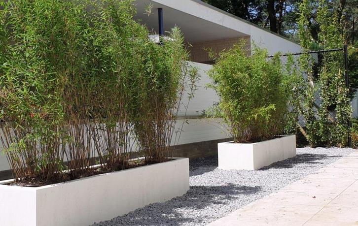 NIET WOEKERENDE BAMBOE voor tuin en plantenbakken, Tuin en Terras, Planten | Tuinplanten, Ophalen