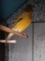 Hybride vogel, Dieren en Toebehoren, Mannelijk, Tropenvogel, Geringd