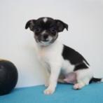 Chihuahua Kort & Langhaar - pups te koop (Belgisch), Dieren en Toebehoren, Honden | Chihuahua's en Gezelschapshonden, België, Handelaar