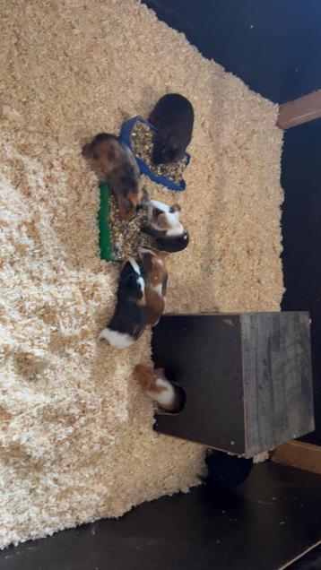 Mannelijke cavia’s te koop! beschikbaar voor biedingen