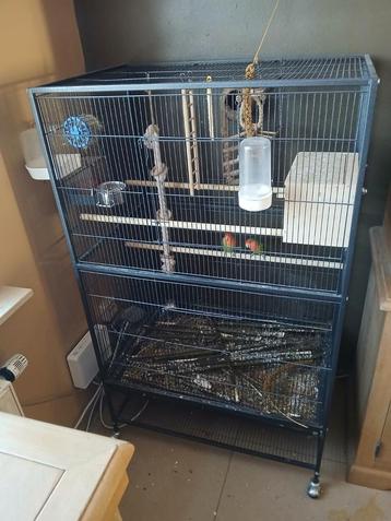 Kooi met koppel agapornis roseicollis  beschikbaar voor biedingen
