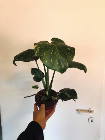 Monstera thai constellation 3, Huis en Inrichting, Overige soorten, Minder dan 100 cm, Groene kamerplant, Halfschaduw