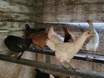 Hennen kleurleggers, marans, olijflegger,araucana beschikbaar voor biedingen