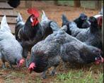 Poule de Bresse Gauloise Bleu, Meerdere dieren, Kip