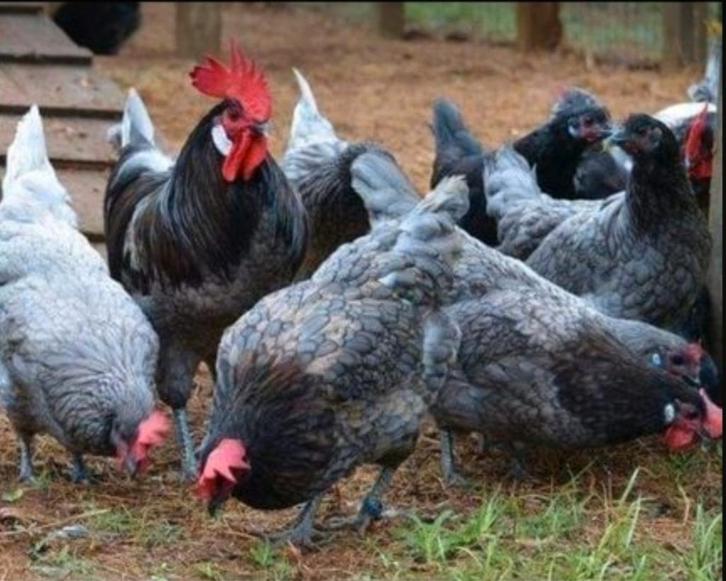 Poule de Bresse Gauloise Bleu, Dieren en Toebehoren, Pluimvee, Kip, Meerdere dieren