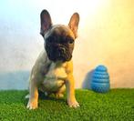 Prachtige Franse Bulldog Pup, Dieren en Toebehoren, België, Fokker | Hobbymatig, Reu, CDV (hondenziekte)
