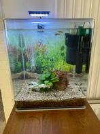 Aquarium 50 L + poissons, lampe, oxygène, filtre, chauffage, Dieren en Toebehoren, Ophalen, Gebruikt, Gevuld zoetwateraquarium