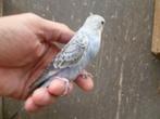 Handtam grasparkietje., Dieren en Toebehoren, Parkiet, Tam