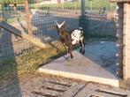 Stippel bok., Dieren en Toebehoren, Schapen, Geiten en Varkens, Mannelijk, Geit, 0 tot 2 jaar