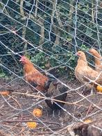 Serama krieltjes 2 hennen en haantje van  5/2025, Dieren en Toebehoren, Pluimvee