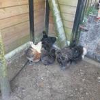 zijdehoender haan 3 stuks uit te kiezen, Dieren en Toebehoren, Pluimvee, Mannelijk, Kip