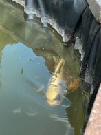 Koi Butterfly, Dieren en Toebehoren, Vissen | Vijvervissen
