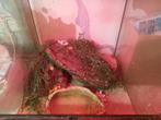 Korenslangen te koop, Slang, Met terrarium