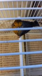 Roselin du mexique mâle 2024, Animaux & Accessoires, Oiseaux | Canaris, Mâle