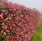 Photinia red robin!, Ophalen, Taxus