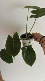 Philodendron burle marx kamerplant, Huis en Inrichting, Kamerplanten, Ophalen of Verzenden