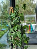 monstera gatenplant, Ophalen