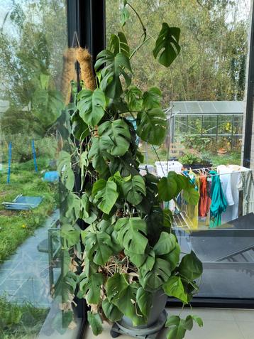 monstera gatenplant beschikbaar voor biedingen