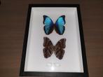 Ingekaderde vlinders - Morpho Menelaus (Zuid-Amerika), Ophalen, Nieuw