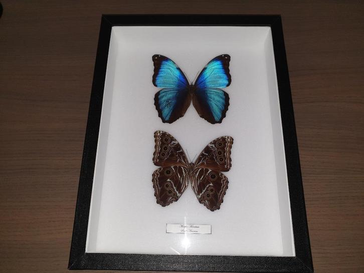 Ingekaderde vlinders - Morpho Menelaus (Zuid-Amerika), Huis en Inrichting, Woonaccessoires | Wanddecoraties, Nieuw, Ophalen