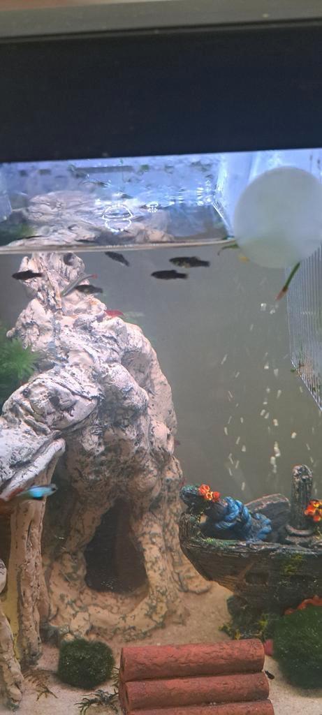 Jonge Molly’s te koop, Dieren en Toebehoren, Vissen | Aquariumvissen