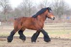 leren paardrijden, Dieren en Toebehoren, Paarden, Zadelmak, Meerdere dieren