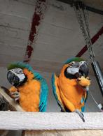 Ara papegaaien handtam, Comme neuf, Enlèvement ou Envoi
