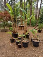 bananen planten, Tuin en Terras, Planten | Bomen, Ophalen of Verzenden
