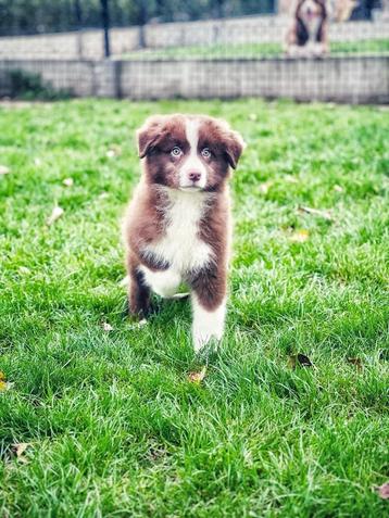 Belgische Australische herder pups te koop 