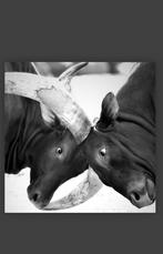 Photo sur dibond, combat de bétail Watusi, Maison & Meubles, Accessoires pour la Maison | Peintures, Dessins & Photos, Autres types
