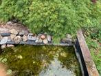 Vijverplanten en keien, leistenen, Tuin en Terras, Ophalen, Zo goed als nieuw