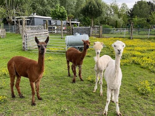 mooie alpaca's, Dieren en Toebehoren, Schapen, Geiten en Varkens, Meerdere dieren