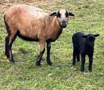 Kameroen schapen ooien + lammetjes ooien, Dieren en Toebehoren, Schapen, Geiten en Varkens, Vrouwelijk, Schaap, 0 tot 2 jaar