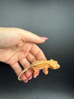 Orange lilly white quad stripe wimpergekko, Dieren en Toebehoren
