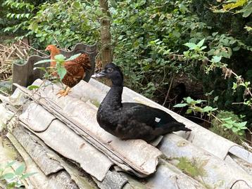 Muskuseenden, muskuseend wildvorm, eenden beschikbaar voor biedingen