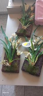 Orchidée Lucky Reptile blanche à portée de main 20x30cm, Enlèvement ou Envoi, Neuf, Branche, Plante, Roche ou Pierre