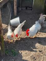 broedeieren van leghorn parelgrijs, Geslacht onbekend, Kip