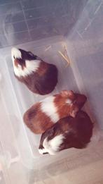 5 jonge cavia zeugjes, Novembre, Femelle, Cobaye