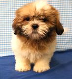 Supermooie Shih-tzu pups!, Dieren en Toebehoren, 15 weken tot 1 jaar, Buitenland, CDV (hondenziekte), Eén hond