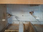 Exoten, Dieren en Toebehoren