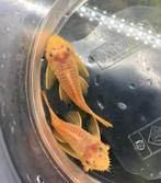 2 L144 blue eyes mannen, Dieren en Toebehoren, Vis, Zoetwatervis, Schoolvis