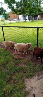 Ouessant ramlammeren, Dieren en Toebehoren