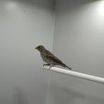 Witstuit edelzanger, Dieren en Toebehoren