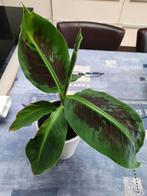 bananenplant Musa, Ophalen